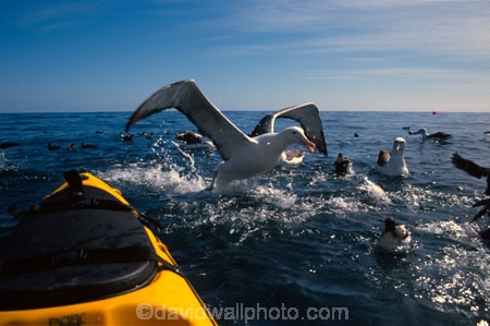 bird;birds;feather;feathers;sea;ocean;feeding;flight;kayaks;photography;marine