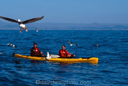 bird;birds;feather;feathers;sea;ocean;feeding;flight;Mollymawk;mollymawks;dunedin;mollyhawk;mollyhawks;kayak;kayaks;photography;marine;new-zealand;otago;pacific;ocean;sea;Diomedea-epomophora;fly-take_off;takeoff