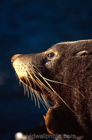 wildife;marine;mammal;nature;native;natural-history;otago-peninsula;mammals;Arctocephalus-forsteri;seal;seals;dunedin;new-zealand;nz;yawn;laugh;mouth;teeth;sand;beach;beaches;pointy-nose;whiskers;fur;snout;external-ears;acquatic;coastline;water,;sea;ocean;-