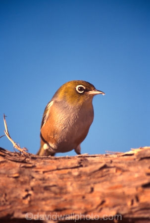 bird;birds;fauna;native;natural;natives;Zosterops-lateralis