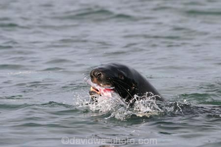 sea;fish;water;ocean;seal;eat;eating;chew;chewing;tooth;teeth;food;kill;attack