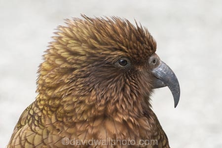 beak;beaks;bird;birds;feather;feathers;native;nestor-notabilis;wildlife;Animal;Animals;fauna;natives;natural;Nature;New-Zealand;Ornithology;South-Island;Wild;Kea;New-Zealand-Alpine-Parrot;parrot;parrots;keas;alpine-parrot;alpine-parrots;cheeky;indigenous