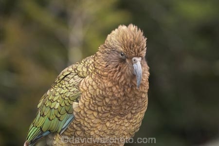 beak;beaks;bird;birds;feather;feathers;native;nestor-notabilis;wildlife;Animal;Animals;fauna;natives;natural;Nature;New-Zealand;Ornithology;South-Island;Wild;Kea;New-Zealand-Alpine-Parrot;parrot;parrots;keas;alpine-parrot;alpine-parrots;cheeky;indigenous