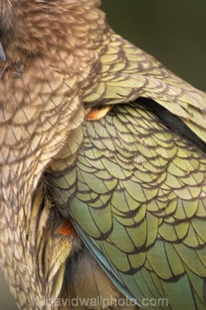 bird;birds;feather;feathers;native;nestor-notabilis;wildlife;Animal;Animals;fauna;natives;natural;Nature;New-Zealand;Ornithology;South-Island;Wild;Kea;New-Zealand-Alpine-Parrot;parrot;parrots;keas;alpine-parrot;alpine-parrots;cheeky;indigenous