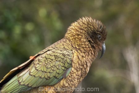 alpine-parrot;alpine-parrots;Animal;Animals;beak;beaks;bird;birds;cheeky;fauna;feather;feathers;indigenous;Kea;keas;native;natives;natural;Nature;nestor-notabilis;New-Zealand;New-Zealand-Alpine-Parrot;Ornithology;parrot;parrots;South-Island;Wild;wildlife