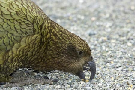 beak;beaks;bird;birds;feather;feathers;native;nestor-notabilis;wildlife;Animal;Animals;fauna;natives;natural;Nature;New-Zealand;Ornithology;South-Island;Wild;Kea;New-Zealand-Alpine-Parrot;parrot;parrots;keas;alpine-parrot;alpine-parrots;cheeky;indigenous
