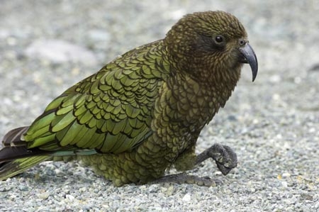 beak;beaks;bird;birds;feather;feathers;native;nestor-notabilis;wildlife;Animal;Animals;fauna;natives;natural;Nature;New-Zealand;Ornithology;South-Island;Wild;Kea;New-Zealand-Alpine-Parrot;parrot;parrots;keas;alpine-parrot;alpine-parrots;cheeky;indigenous