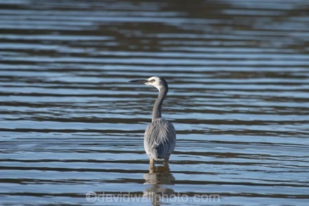 animal;animals;Ardea-novaehollandiae;bird;bird-watcher;bird-watchers;birds;birdwatcher;birdwatchers;birdwatching;estuaries;estuary;fauna;feather;feathered;feathers;gray;grey;herons;native;natives;natural;nature;New-Zealand;South-Island;watcher;water;wetland;wetlands;white;white-faced-heron;White_faced-Heron;whitefaced-heron;wildlife