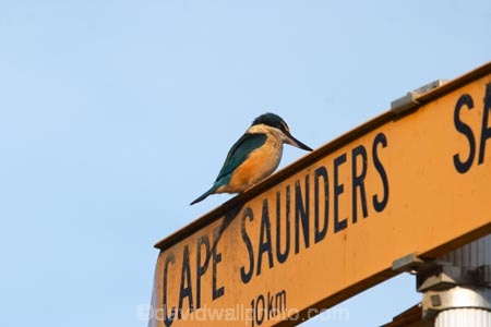 animal;animals;beak;beaks;bird;bird-watcher;bird-watchers;bird-watching;bird_watcher;birds;birdwatcher;birdwatchers;birdwatching;cape-saunders;direction;fauna;feather;feathered;feathers;flies;flight;fly;Halcyon-sancta;Kingfisher;Kotare;native;natives;natural;nature;new-zealand;ornithological;ornithology;orthnological;orthnology;Otago-Peninsula;otago-peninsular;protected;road-sign;road-signs;Sign;signs;South-Island;watcher;wildlife