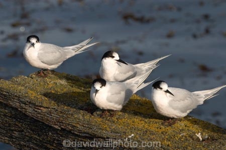 animal;animals;beak;beaks;bird;bird-watcher;bird-watchers;bird-watching;bird_watcher;birds;birdwatcher;birdwatchers;birdwatching;fauna;feather;feathered;feathers;flies;flight;fly;native;natives;natural;nature;New-Zealand;ornithological;ornithology;orthnological;orthnology;Otago-Harbour;protected;South-Island;Sterna-striata;Tara;tern;terns;watcher;White-fronted-Tern;White-fronted-Terns;White_fronted-Tern;White_fronted-Terns;Whitefronted-Tern;Whitefronted-Terns;wildlife
