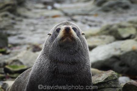 acquatic;Arctocephalus-forsteri;coastline;external-ears;fur;kaikoura;mammal;mammals;marine;marlborough;native;natural-history;nature;new-zealand;nz;ocean;pointy-nose;sea;seal;seals;snout;south-island;water;whiskers;wildife