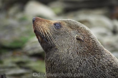 acquatic;Arctocephalus-forsteri;coastline;external-ears;fur;kaikoura;mammal;mammals;marine;marlborough;native;natural-history;nature;new-zealand;nz;ocean;pointy-nose;sea;seal;seals;snout;south-island;water;whiskers;wildife