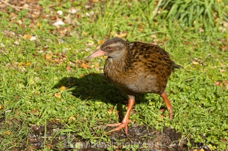Animal;animals;Avian;Beak;Bird;bird-watching;bird_watching;birds;eco-tourism;eco_tourism;ecotourism;Fauna;Feather;Gallirallus-australis;Kahurangi-National-Park;Karamea;national-park;national-parks;Natural;Nature;New-Zealand;Oparara-Basin;Ornithology;South-Island;Weka;wekas;West-Coast;Westland;wild;Wildlife;Wing
