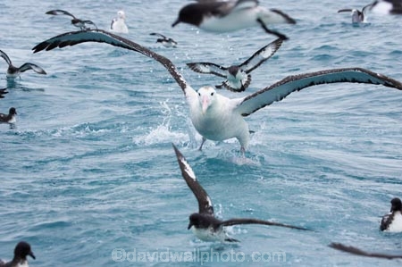 animal;animals;aquatic-bird;aquatic-birds;beak;beaks;bill;bills;bird;bird-watching;bird_watching;birds;coast;coastal;coasts;Diomedea;Diomedea-gibsoni;eco-tourism;eco_tourism;ecotourism;feather;feathers;Gibsons-Albatross;Gibsons-Albatrosses;Gibsons-Albatross;Gibsons-Albatrosses;kaikoura;marine;marine-bird;marine-birds;marinebird;marinebirds;marlborough;natural-history;nature;new-zealand;ocean;oceans;ornithology;pacific-ocean;sea;sea-bird;sea-birds;seabird;seabirds;shores;south-island;Wandering-Albatross;Wandering-Albatrosses;water-bird;water-birds;waterbird;waterbirds;wildlife