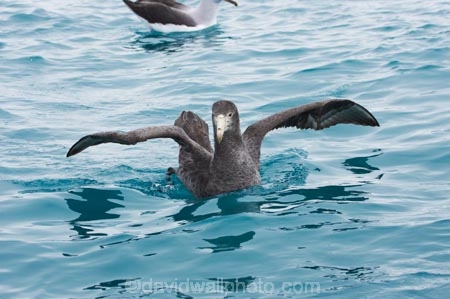 Macronectes-giganteus;animal;animals;aquatic-bird;aquatic-birds;beak;beaks;bill;bills;bird;bird-watching;bird_watching;birds;coast;coastal;coasts;eco-tourism;eco_tourism;ecotourism;feather;feathers;giant-petrel;giant-petrels;kaikoura;marine;marine-bird;marine-birds;marinebird;marinebirds;marlborough;natural-history;nature;nelly;new-zealand;northern-giant-petrel;northern-giant-petrels;ocean;oceans;ornithology;pacific-ocean;petrel;petrels;sea;sea-bird;sea-birds;seabird;seabirds;shores;south-island;water-bird;water-birds;waterbird;waterbirds;wildlife
