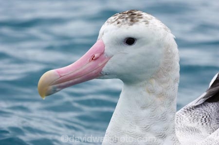 animal;animals;Antipodean-Albatross;Antipodean-Albatrosses;aquatic-bird;aquatic-birds;beak;beaks;bill;bills;bird;bird-watching;bird_watching;birds;coast;coastal;coasts;Diomedea;Diomedea-antipodensis;eco-tourism;eco_tourism;ecotourism;feather;feathers;kaikoura;marine;marine-bird;marine-birds;marinebird;marinebirds;marlborough;natural-history;nature;new-zealand;ocean;oceans;ornithology;pacific-ocean;sea;sea-bird;sea-birds;seabird;seabirds;shores;south-island;Wandering-Albatross;Wandering-Albatrosses;water-bird;water-birds;waterbird;waterbirds;wildlife