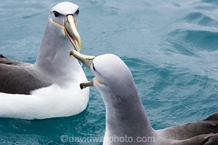 albatross;albatrosses;animal;animals;aquatic-bird;aquatic-birds;beak;beaks;bill;bills;bird;bird-watching;bird_watching;birds;coast;coastal;coasts;diomedea-cauta;diomedea-cauta-salvini;eco-tourism;eco_tourism;ecotourism;feather;feathers;kaikoura;marine;marine-bird;marine-birds;marinebird;marinebirds;marlborough;mollymawk;mollymawks;natural-history;nature;new-zealand;ocean;oceans;ornithology;pacific-ocean;salvins-albatross;salvins-albatrosses;salvins-mollymawk;salvins-mollymawks;salvini;salvins-albatross;salvins-albatrosses;salvins-mollymawk;salvins-mollymawks;sea;sea-bird;sea-birds;seabird;seabirds;shores;shy-albatross;shy-albatrosses;shy-mollymawk;shy-mollymawks;south-island;Thalassarche-cauta-salvini;Thalassarche-cauta-salvini;water-bird;water-birds;waterbird;waterbirds;wildlife