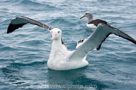 animal;animals;aquatic-bird;aquatic-birds;beak;beaks;bill;bills;bird;bird-watching;bird_watching;birds;coast;coastal;coasts;Diomedea;Diomedea-gibsoni;eco-tourism;eco_tourism;ecotourism;feather;feathers;Gibsons-Albatross;Gibsons-Albatrosses;Gibsons-Albatross;Gibsons-Albatrosses;kaikoura;marine;marine-bird;marine-birds;marinebird;marinebirds;marlborough;natural-history;nature;new-zealand;ocean;oceans;ornithology;pacific-ocean;sea;sea-bird;sea-birds;seabird;seabirds;shores;south-island;Wandering-Albatross;Wandering-Albatrosses;water-bird;water-birds;waterbird;waterbirds;wildlife