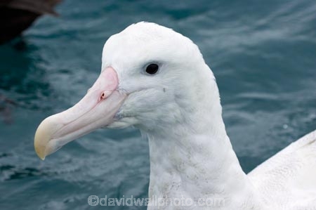 animal;animals;aquatic-bird;aquatic-birds;beak;beaks;bill;bills;bird;bird-watching;bird_watching;birds;coast;coastal;coasts;Diomedea;Diomedea-gibsoni;eco-tourism;eco_tourism;ecotourism;feather;feathers;Gibsons-Albatross;Gibsons-Albatrosses;Gibsons-Albatross;Gibsons-Albatrosses;kaikoura;marine;marine-bird;marine-birds;marinebird;marinebirds;marlborough;natural-history;nature;new-zealand;ocean;oceans;ornithology;pacific-ocean;sea;sea-bird;sea-birds;seabird;seabirds;shores;south-island;Wandering-Albatross;Wandering-Albatrosses;water-bird;water-birds;waterbird;waterbirds;wildlife