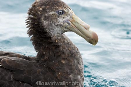 Macronectes-giganteus;animal;animals;aquatic-bird;aquatic-birds;beak;beaks;bill;bills;bird;bird-watching;bird_watching;birds;coast;coastal;coasts;eco-tourism;eco_tourism;ecotourism;feather;feathers;giant-petrel;giant-petrels;kaikoura;marine;marine-bird;marine-birds;marinebird;marinebirds;marlborough;natural-history;nature;nelly;new-zealand;northern-giant-petrel;northern-giant-petrels;ocean;oceans;ornithology;pacific-ocean;petrel;petrels;sea;sea-bird;sea-birds;seabird;seabirds;shores;south-island;water-bird;water-birds;waterbird;waterbirds;wildlife