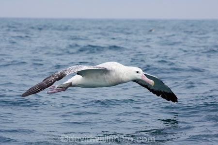 animal;animals;aquatic-bird;aquatic-birds;beak;beaks;bill;bills;bird;bird-watching;bird_watching;birds;coast;coastal;coasts;Diomedea;Diomedea-gibsoni;eco-tourism;eco_tourism;ecotourism;feather;feathers;Gibsons-Albatross;Gibsons-Albatrosses;Gibsons-Albatross;Gibsons-Albatrosses;kaikoura;marine;marine-bird;marine-birds;marinebird;marinebirds;marlborough;natural-history;nature;new-zealand;ocean;oceans;ornithology;pacific-ocean;sea;sea-bird;sea-birds;seabird;seabirds;shores;south-island;Wandering-Albatross;Wandering-Albatrosses;water-bird;water-birds;waterbird;waterbirds;wildlife