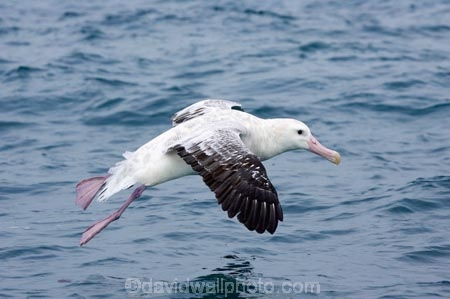 animal;animals;aquatic-bird;aquatic-birds;beak;beaks;bill;bills;bird;bird-watching;bird_watching;birds;coast;coastal;coasts;Diomedea;Diomedea-gibsoni;eco-tourism;eco_tourism;ecotourism;feather;feathers;Gibsons-Albatross;Gibsons-Albatrosses;Gibsons-Albatross;Gibsons-Albatrosses;kaikoura;marine;marine-bird;marine-birds;marinebird;marinebirds;marlborough;natural-history;nature;new-zealand;ocean;oceans;ornithology;pacific-ocean;sea;sea-bird;sea-birds;seabird;seabirds;shores;south-island;Wandering-Albatross;Wandering-Albatrosses;water-bird;water-birds;waterbird;waterbirds;wildlife