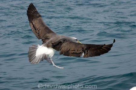 albatross;albatrosses;animal;animals;aquatic-bird;aquatic-birds;beak;beaks;bill;bills;bird;bird-watching;bird_watching;birds;coast;coastal;coasts;diomedea-cauta;diomedea-cauta-salvini;eco-tourism;eco_tourism;ecotourism;feather;feathers;kaikoura;marine;marine-bird;marine-birds;marinebird;marinebirds;marlborough;mollymawk;mollymawks;natural-history;nature;new-zealand;ocean;oceans;ornithology;pacific-ocean;salvins-albatross;salvins-albatrosses;salvins-mollymawk;salvins-mollymawks;salvini;salvins-albatross;salvins-albatrosses;salvins-mollymawk;salvins-mollymawks;sea;sea-bird;sea-birds;seabird;seabirds;shores;shy-albatross;shy-albatrosses;shy-mollymawk;shy-mollymawks;south-island;Thalassarche-cauta-salvini;Thalassarche-cauta-salvini;water-bird;water-birds;waterbird;waterbirds;wildlife