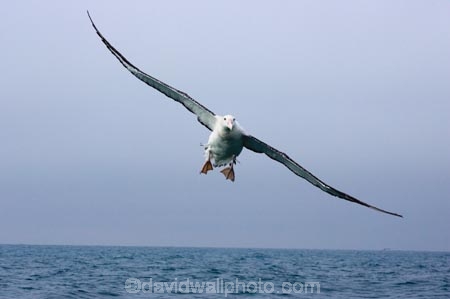 animal;animals;aquatic-bird;aquatic-birds;beak;beaks;bill;bills;bird;bird-watching;bird_watching;birds;coast;coastal;coasts;Diomedea;Diomedea-gibsoni;eco-tourism;eco_tourism;ecotourism;feather;feathers;Gibsons-Albatross;Gibsons-Albatrosses;Gibsons-Albatross;Gibsons-Albatrosses;kaikoura;marine;marine-bird;marine-birds;marinebird;marinebirds;marlborough;natural-history;nature;new-zealand;ocean;oceans;ornithology;pacific-ocean;sea;sea-bird;sea-birds;seabird;seabirds;shores;south-island;Wandering-Albatross;Wandering-Albatrosses;water-bird;water-birds;waterbird;waterbirds;wildlife