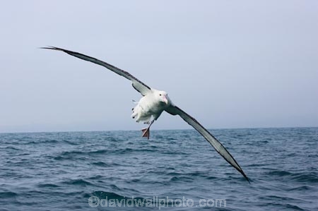 animal;animals;aquatic-bird;aquatic-birds;beak;beaks;bill;bills;bird;bird-watching;bird_watching;birds;coast;coastal;coasts;Diomedea;Diomedea-gibsoni;eco-tourism;eco_tourism;ecotourism;feather;feathers;Gibsons-Albatross;Gibsons-Albatrosses;Gibsons-Albatross;Gibsons-Albatrosses;kaikoura;marine;marine-bird;marine-birds;marinebird;marinebirds;marlborough;natural-history;nature;new-zealand;ocean;oceans;ornithology;pacific-ocean;sea;sea-bird;sea-birds;seabird;seabirds;shores;south-island;Wandering-Albatross;Wandering-Albatrosses;water-bird;water-birds;waterbird;waterbirds;wildlife