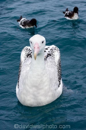 animal;animals;aquatic-bird;aquatic-birds;beak;beaks;bill;bills;bird;bird-watching;bird_watching;birds;coast;coastal;coasts;Diomedea;Diomedea-exulans;eco-tourism;eco_tourism;ecotourism;feather;feathers;kaikoura;marine;marine-bird;marine-birds;marinebird;marinebirds;marlborough;natural-history;nature;new-zealand;ocean;oceans;ornithology;pacific-ocean;sea;sea-bird;sea-birds;seabird;seabirds;shores;Snowy-Albatross;Snowy-Albatrosses;south-island;Wandering-Albatross;Wandering-Albatrosses;water-bird;water-birds;waterbird;waterbirds;wildlife