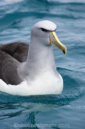 albatross;albatrosses;animal;animals;aquatic-bird;aquatic-birds;beak;beaks;bill;bills;bird;bird-watching;bird_watching;birds;coast;coastal;coasts;diomedea-cauta;diomedea-cauta-salvini;eco-tourism;eco_tourism;ecotourism;feather;feathers;kaikoura;marine;marine-bird;marine-birds;marinebird;marinebirds;marlborough;mollymawk;mollymawks;natural-history;nature;new-zealand;ocean;oceans;ornithology;pacific-ocean;salvins-albatross;salvins-albatrosses;salvins-mollymawk;salvins-mollymawks;salvini;salvins-albatross;salvins-albatrosses;salvins-mollymawk;salvins-mollymawks;sea;sea-bird;sea-birds;seabird;seabirds;shores;shy-albatross;shy-albatrosses;shy-mollymawk;shy-mollymawks;south-island;Thalassarche-cauta-salvini;Thalassarche-cauta-salvini;water-bird;water-birds;waterbird;waterbirds;wildlife