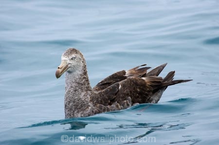 Macronectes-giganteus;animal;animals;aquatic-bird;aquatic-birds;beak;beaks;bill;bills;bird;bird-watching;bird_watching;birds;coast;coastal;coasts;eco-tourism;eco_tourism;ecotourism;feather;feathers;giant-petrel;giant-petrels;kaikoura;marine;marine-bird;marine-birds;marinebird;marinebirds;marlborough;natural-history;nature;nelly;new-zealand;northern-giant-petrel;northern-giant-petrels;ocean;oceans;ornithology;pacific-ocean;petrel;petrels;sea;sea-bird;sea-birds;seabird;seabirds;shores;south-island;water-bird;water-birds;waterbird;waterbirds;wildlife