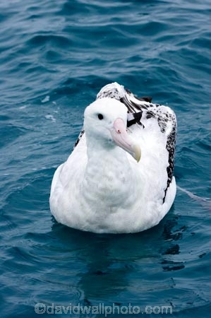 animal;animals;aquatic-bird;aquatic-birds;beak;beaks;bill;bills;bird;bird-watching;bird_watching;birds;coast;coastal;coasts;Diomedea;Diomedea-gibsoni;eco-tourism;eco_tourism;ecotourism;feather;feathers;Gibsons-Albatross;Gibsons-Albatrosses;Gibsons-Albatross;Gibsons-Albatrosses;kaikoura;marine;marine-bird;marine-birds;marinebird;marinebirds;marlborough;natural-history;nature;new-zealand;ocean;oceans;ornithology;pacific-ocean;sea;sea-bird;sea-birds;seabird;seabirds;shores;south-island;Wandering-Albatross;Wandering-Albatrosses;water-bird;water-birds;waterbird;waterbirds;wildlife