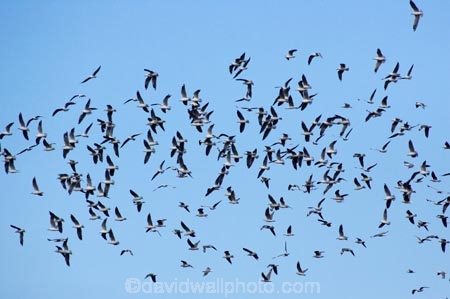 animal;animals;aquatic-bird;aquatic-birds;beak;beaks;bill;bills;bird;bird-watching;bird_watching;birds;coast;coastal;coasts;eco-tourism;eco_tourism;ecotourism;feather;feathers;fly;flying;Huttons-Shearwater;Huttons-Shearwaters;Huttons-Shearwater;Huttons-Shearwaters;kaikoura;marine;marine-bird;marine-birds;marinebird;marinebirds;marlborough;natural-history;nature;new-zealand;ocean;oceans;ornithology;pacific-ocean;Puffinus-huttoni;sea;sea-bird;sea-birds;seabird;seabirds;Shearwater;Shearwaters;shores;south-island;water-bird;water-birds;waterbird;waterbirds;wildlife