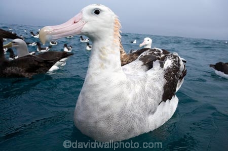 animal;animals;aquatic-bird;aquatic-birds;beak;beaks;bill;bills;bird;bird-watching;bird_watching;birds;coast;coastal;coasts;Diomedea;Diomedea-gibsoni;eco-tourism;eco_tourism;ecotourism;feather;feathers;Gibsons-Albatross;Gibsons-Albatrosses;Gibsons-Albatross;Gibsons-Albatrosses;kaikoura;marine;marine-bird;marine-birds;marinebird;marinebirds;marlborough;natural-history;nature;new-zealand;ocean;oceans;ornithology;pacific-ocean;sea;sea-bird;sea-birds;seabird;seabirds;shores;south-island;Wandering-Albatross;Wandering-Albatrosses;water-bird;water-birds;waterbird;waterbirds;wildlife
