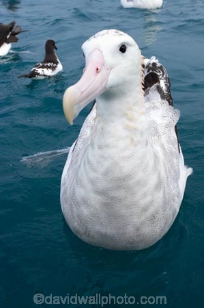 animal;animals;aquatic-bird;aquatic-birds;beak;beaks;bill;bills;bird;bird-watching;bird_watching;birds;coast;coastal;coasts;Diomedea;Diomedea-gibsoni;eco-tourism;eco_tourism;ecotourism;feather;feathers;Gibsons-Albatross;Gibsons-Albatrosses;Gibsons-Albatross;Gibsons-Albatrosses;kaikoura;marine;marine-bird;marine-birds;marinebird;marinebirds;marlborough;natural-history;nature;new-zealand;ocean;oceans;ornithology;pacific-ocean;sea;sea-bird;sea-birds;seabird;seabirds;shores;south-island;Wandering-Albatross;Wandering-Albatrosses;water-bird;water-birds;waterbird;waterbirds;wildlife