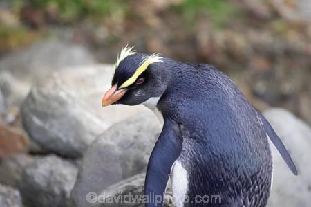 eco-tourism;eco-tourist;eco-tourists;eco_tourism;eco_tourist;eco_tourists;ecotourism;ecotourist;ecotourists;Eudyptes-pachyrhynchus;Fiordland-Crested-Penguin;Fiordland-Crested-Penguins;heritage-area;indigenous;N.Z.;native;New-Zealand;NZ;penguin;penguins;S.I.;SI;South-Island;Tawaki;te-wahi-pounamu;te-wahipounamu;te-wahipounamu-south_west-new-zealand-world-heritage-area;West-Coast;Westland;world-heirtage-site;world-heirtage-sites;world-heritage-area;world-heritage-areas