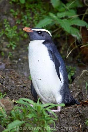 eco-tourism;eco-tourist;eco-tourists;eco_tourism;eco_tourist;eco_tourists;ecotourism;ecotourist;ecotourists;Eudyptes-pachyrhynchus;Fiordland-Crested-Penguin;Fiordland-Crested-Penguins;heritage-area;indigenous;N.Z.;native;New-Zealand;NZ;penguin;penguins;S.I.;SI;South-Island;Tawaki;te-wahi-pounamu;te-wahipounamu;te-wahipounamu-south_west-new-zealand-world-heritage-area;West-Coast;Westland;world-heirtage-site;world-heirtage-sites;world-heritage-area;world-heritage-areas