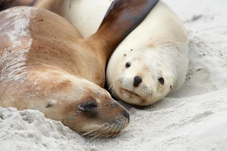 animal;animals;beach;beaches;coast;coastal;cub;cubs;dunedin;hooker-sealion;hookers;hookers-sea-lion;mammal;mammals;marine;N.Z.;native;native-wildlife;natural-history;nature;new-zealand;New-Zealand-NZ;nz;Otago;Phocarctos-hookeri;pup;pups;S.I.;Saint-Clair-Beach;sand;sea-lion;sea-lions;seal;sealion;sealions;seals;SI;South-Is;South-island;St-Clair-Beach;St.-Clair-Beach;wildife;wildlife