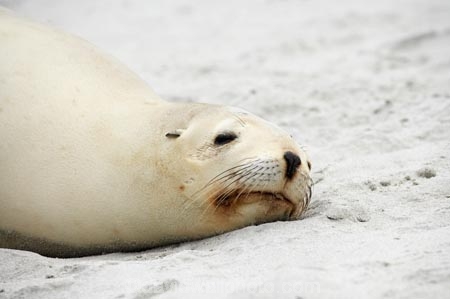 animal;animals;beach;beaches;coast;coastal;dunedin;hooker-sealion;hookers;hookers-sea-lion;mammal;mammals;marine;N.Z.;native;native-wildlife;natural-history;nature;new-zealand;New-Zealand-NZ;nz;Otago;Phocarctos-hookeri;S.I.;Saint-Clair-Beach;sand;sea-lion;sea-lions;seal;sealion;sealions;seals;SI;South-Is;South-island;St-Clair-Beach;St.-Clair-Beach;wildife;wildlife