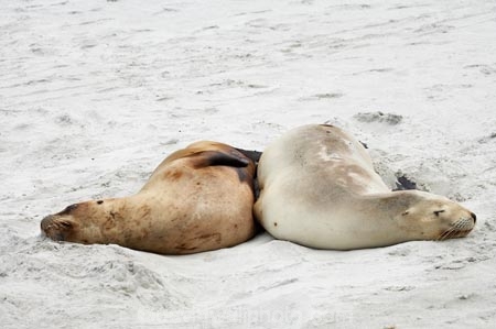 animal;animals;beach;beaches;coast;coastal;cub;cubs;dunedin;hooker-sealion;hookers;hookers-sea-lion;mammal;mammals;marine;N.Z.;native;native-wildlife;natural-history;nature;new-zealand;New-Zealand-NZ;nz;Otago;Phocarctos-hookeri;pup;pups;S.I.;Saint-Clair-Beach;sand;sea-lion;sea-lions;seal;sealion;sealions;seals;SI;South-Is;South-island;St-Clair-Beach;St.-Clair-Beach;wildife;wildlife