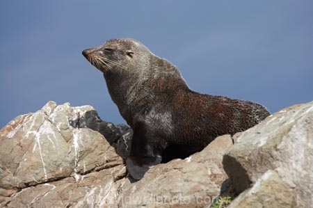 Arctocephalus-forsteri;coast;coastal;coastline;external-ears;fur;Fur-Seal;kaikoura;Kaikoura-Coast;mammal;mammals;marine;Marlborough;N.Z.;native;natural-history;nature;New-Zealand;New-Zealand-Fur-Seal;NZ;NZ-Fur-Seal;ocean;pointy-nose;S.I.;sea;seal;seals;SI;snout;South-Is.;South-Island;water;whiskers;wildife