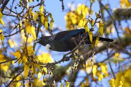 avian;bird;bird-watching;bird_watching;birds;bloom;blooming;blooms;fresh;grow;growth;kowhai;kowhai-flower;kowhai-flowers;kowhai-tree;kowhai-trees;Motueka;N.Z.;Nelson-Region;New-Zealand;NZ;Ornithology;Prosthemadera-novaseelandiae;renew;S.I.;season;seasonal;seasons;SI;Sophora-sp;South-Is.;South-Island;spring;springtime;tui;wildlife;yellow