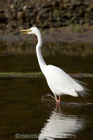 alba;Animal;Animals;aquatic-bird;Aquatic-birds;bird;birds;coast;coastal;coastline;egretta;Egretta-alba;endangered;estuaries;estuary;fauna;feather;feathers;fiordland;Fiordland-N.P;Fiordland-National-Park;Fiordland-NP;foreshore;heron;herons;island;kb1a5299;kotuku;N.Z.;national-park;National-parks;native;natives;natural;nature;new;new-zealand;NZ;ornithology;rare;S.I.;shore;shoreline;SI;south;South-Is.;South-Island;south-west-new-zealand-world-her;Southland;te-wahipounamu;te-wahipounamu-south_west-new;threatened;Wading-bird;Wading-birds;white;White-Heron;Wild;Wildlife;World-Heritage-Area;World-Heritage-Site;zealand