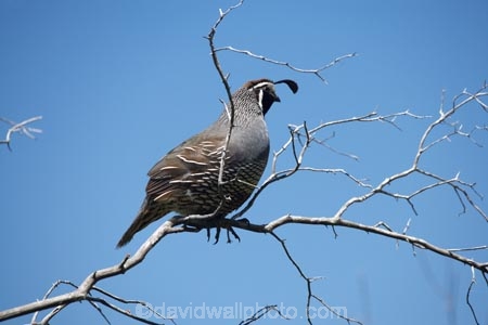 Animal;animals;Avian;Beak;bird;bird-watching;bird_watching;birds;California-Quail;Callipepla-californica;Cathedral-Cove;Cathedral-Cove-recreation-reserve;Coromandel;Coromandel-Peninsula;eco-tourism;eco_tourism;ecotourism;Fauna;Feather;Hahei;marine-reserve;marine-reserves;Mercury-Bay;N.I.;N.Z.;Natural;Nature;New-Zealand;NI;North-Is;North-Is.;North-Island;NZ;Ornithology;quail;Te-Whanganui-A-Hei-Marine-Reserve;Te-Whanganui_A_Hei-Marine-Reserve;Waikato;wild;Wildlife;Wing