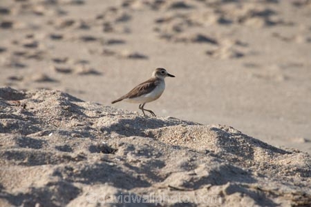 bird;bird-watching;bird_watching;birds;Charadrius-obscurus;Coromandel;Coromandel-Peninsula;eco-tourism;eco_tourism;ecotourism;endangered;Flaxmill-Bay;Maramaratotara-Bay;marine;N.I.;N.Z.;native;natural-history;nature;new-zealand;New-Zealand-Dotterel;NI;North-Is;North-Is.;North-Island;NZ;NZ-Dotterel;rare;threatened;Tuturiwhatu;Tuturiwhatu-Pukenui;Waikato;wildlife;wings