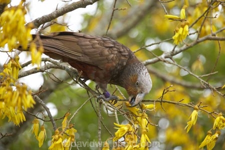 Animal;Animals;Avian;beak;beaks;bill;bills;bird;bird-watching;bird_watching;birds;bloom;blooming;blooms;bruce;centre;eco-tourism;eco_tourism;ecotourism;fauna;flower;flowers;island;kaka;Kakas;kowhai;Kowhai-Flower;Kowhai-Flowers;kowhai-tree;kowhai-trees;Lower-North-Island;meridionalis;mount;Mount-Bruce-Wildlife-Centre;Mt-Bruce-Wildlife-Centre;Mt.-Bruce-Wildlife-Centre;N.I.;N.Z.;native-bird;native-birds;native-parrot;native-parrots;natural;nature;nestor;Nestor-meridionalis;new;new-zealand;NI;north;North-Is;north-is.;north-island;North-Island-Kaka;North-Island-Kakas;NZ;o8l7157;ornithology;parrot;parrots;Pukaha;Pukaha-Mount-Bruce-Wildlife-Cent;renew;season;seasonal;seasons;sophora;Sophora-sp;spring;springtime;tree;wairarapa;Wild;Wildlife;yellow;zealand