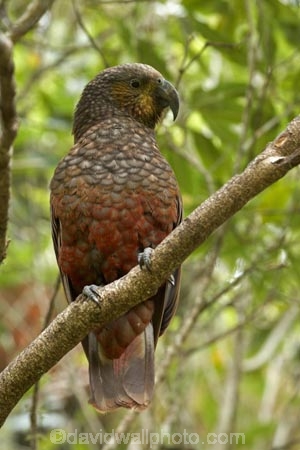 Animal;Animals;Avian;beak;beaks;bill;bills;bird;bird-watching;bird_watching;birds;bruce;centre;eco-tourism;eco_tourism;ecotourism;fauna;island;kaka;Kakas;Lower-North-Island;meridionalis;mount;Mount-Bruce-Wildlife-Centre;Mt-Bruce-Wildlife-Centre;Mt.-Bruce-Wildlife-Centre;N.I.;N.Z.;native-bird;native-birds;native-parrot;native-parrots;natural;nature;nestor;Nestor-meridionalis;new;new-zealand;NI;north;North-Is;north-is.;north-island;North-Island-Kaka;North-Island-Kakas;NZ;o8l7188;ornithology;parrot;parrots;Pukaha;Pukaha-Mount-Bruce-Wildlife-Cent;wairarapa;Wild;Wildlife;zealand