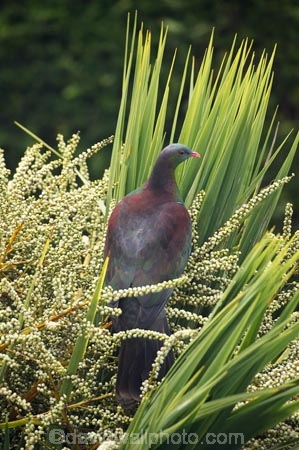 beak;bird;bird-watching;bird_watcher;birds;birdwatching;branch;Cabbage-Tree;Cabbage-Trees;Cordyline-australis;Dunedin;endangered;feathers;flies;flight;fly;Hemiphaga-novaseelandiae;Kereru;kuku;kukupa;N.Z.;native;New-Zealand;New-Zealand-Pigeon;New-Zealand-Pigeons;NZ;ornithological;ornithology;orthnological;orthnology;Otago;pigeon;pigeons;protected;S.I.;seed;seed-heads;seed-pod;seed-pods;seeds;SI;South-Is.;South-Island;tree;Wood-Pigeon;Wood-Pigeons