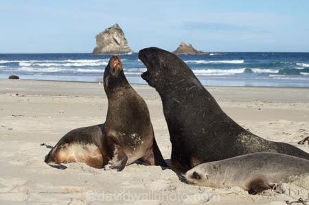 animal;animals;beach;beaches;bull;bulls;coast;coastal;coastline;Dunedin;Gull-Rocks;Hookers-Sea-Lion;Hookers-Sea-Lions;Hookers-Sea-Lion;Hookers-Sea-Lions;Lion-Rock;Lions-Head-Rock;male;mammal;mammals;marine-mammal;marine-mammals;N.Z.;New-Zealand;New-Zealand-Sea-Lion;New-Zealand-Sea-Lions;NZ;Otago;Otago-Peninsula;Phocarctos-hookeri;S.I.;sand;Sandfly-Bay;sandy;sea-lion;sea-lion-calf;sea-lion-calfs;sea-lion-cub;sea-lion-cubs;sea-lion-pup;sea-lion-pups;sea-lions;shore;shoreline;SI;South-Is.;South-Island;wildlife